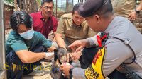 Dit Samapta Polda Sumsel, Serahkan 1 Anak Beruang Madu Ke BKSDA Sumsel